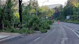 Réquiem por un puñado de árboles apeados