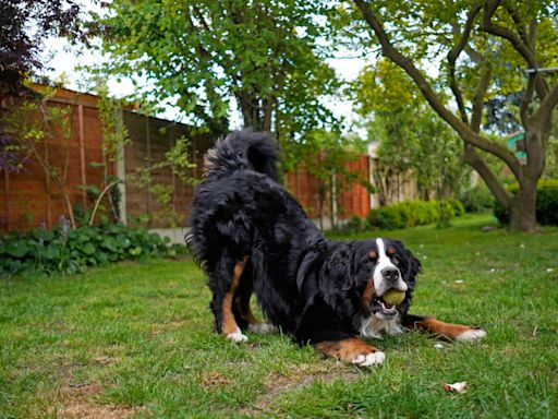 Mom Shows off Bernese Mountain Dog's 'Athleticism' and It's a Sight To Behold