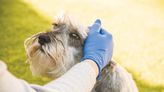 Five ways to keep pets cool when the weather’s hot - The Shillong Times