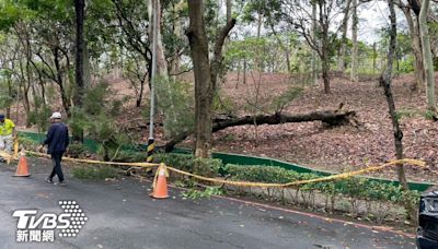 快訊／豪雨狂炸高雄！澄清湖路樹倒塌 路過民眾遭重壓砸頭亡