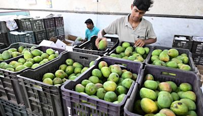 Mango arrivals in Salem market increase to 40 metric tonnes per day