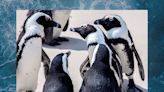 Penguins Are Key Indicators of the Ocean's Health