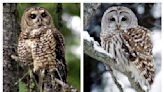 The federal government plans to kill half a million West Coast owls