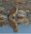 Verreaux's eagle-owl