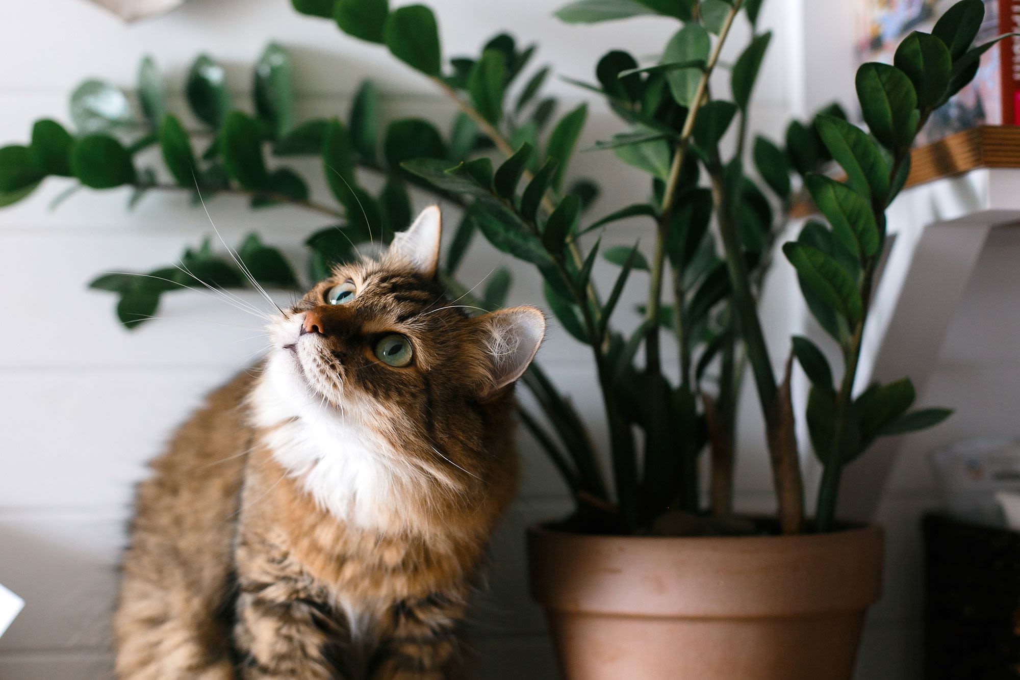 The Only Houseplants Any Cat Owner Should Ever Have