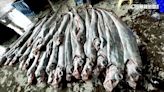 軍演驚擾？天災發生？ 台東漁民捕獲大量「地震魚」