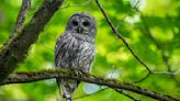 To save spotted owls, US officials plan to kill hundreds of thousands of another owl species