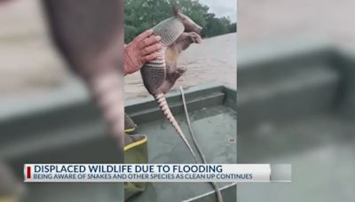 What not to do when encountering displaced wildlife after storms