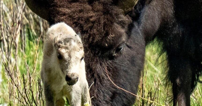 Reported birth of rare white buffalo calf in Yellowstone park fulfills Lakota prophecy