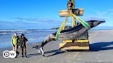 New Zealand: 'World's rarest whale' washes ashore – DW – 07/16/2024