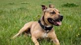 16 adorable dogs in Cardiff looking for a forever home right now