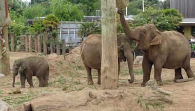 Chester Zoo staff 'deeply shocked and saddened' at sudden death