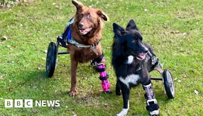 Rescue dogs: Paralysed pups get new equipment after fundraiser