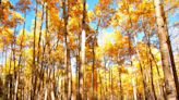 What’s killing Colorado’s aspen trees?