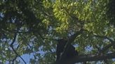 Bear makes itself comfortable up a tree in Hartford