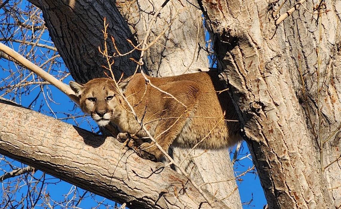 Mountain lion or house cat? SLO County teen says he was attacked while riding dirtbike