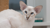 Super Long Oriental Shorthair Cat Has People Absolutely Shook