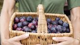 How to Store Plums so That You Can Make the Most Out of This Sweet and Tart Summer Fruit