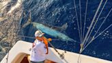 Flying Tiger catches 350 pound blue marlin in Toms Canyon