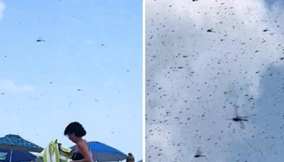 'Out Of Horror Movie': Video Shows Massive Dragonfly Swarm Taking Over Rhode Island Beach - News18