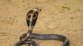 Woman hears knock on door—Discovers 3-foot cobra snake