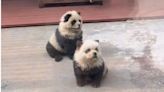 中國動物園出現新生物「熊貓犬」？園方：鬆獅犬染色的，跟人類染髮一樣