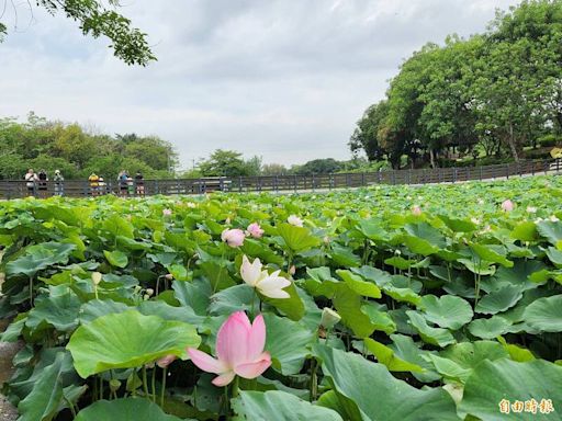 白河蓮花季開幕 新蓮綻放吸引遊客