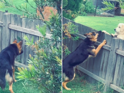 Moment dog finds "new best friend" in the best possible place