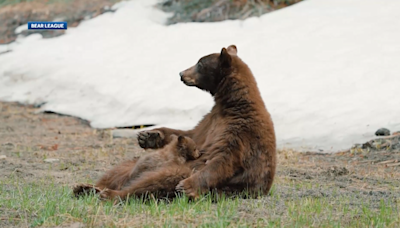 California advocates work to reduce black bear encounters in Lake Tahoe 'hot spot,' as state charts new strategy