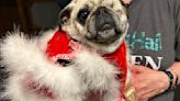 Fans from all over the county share their love of the pug breed during Bluegrass Pugfest