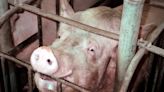 How Pig Welfare Became a States’ Rights Issue