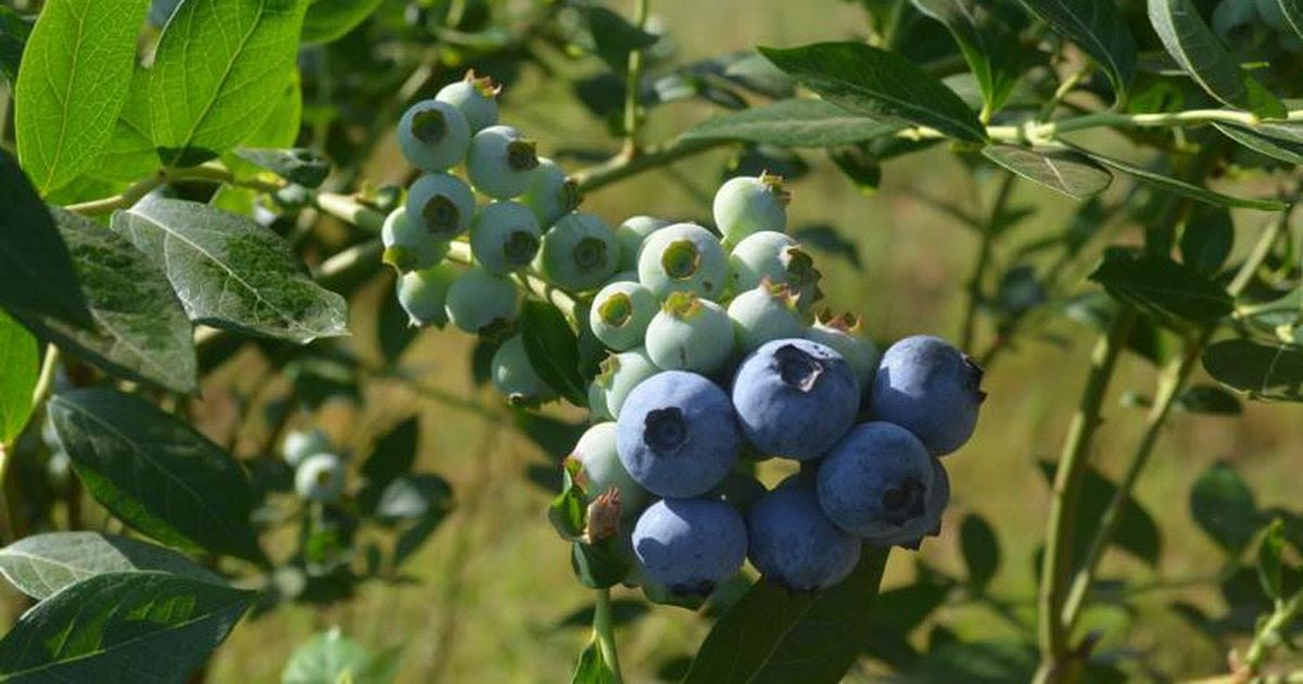 Southwest Georgia farm one of first in U.S. to use new blueberry harvesting technology from the Netherlands