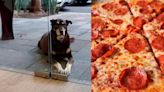 'No me den pizza', dueños le ponen placa a perro; can acude diario a pizzería en CDMX