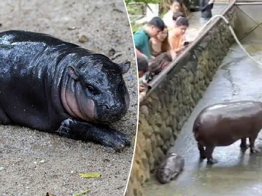 Adorable baby hippo Moo Deng has become an overnight celebrity — and can’t go anywhere without encountering harassing fans