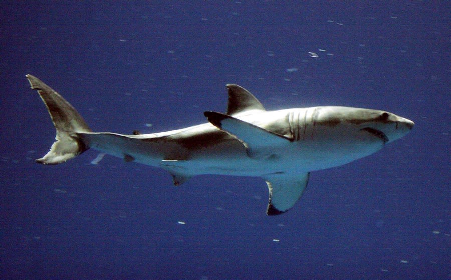 “Cocaine sharks” are here, and it’s not another movie