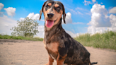 Mini Dachshund Refuses to Leave the Bed When ‘Guard Dog’ Services Are Needed