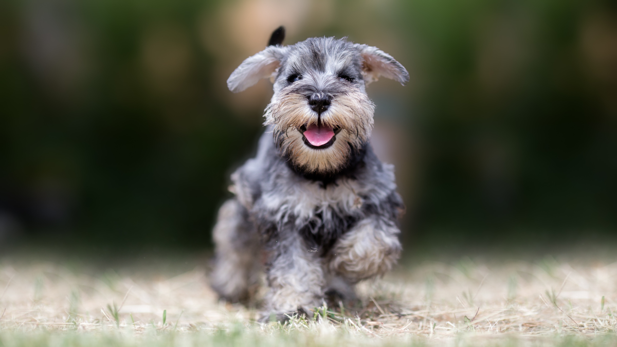 Mini Schnauzer’s Dad Teaches Him ‘On Your Mark, Get Set, Go” and It’s Too Cute