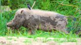 Experts: Drastic drop in pig population due to ASF affects Borneo’s indigenous communities