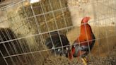 Cockfighting ring uncovered during Eastern WA drug bust. 20+ roosters euthanized