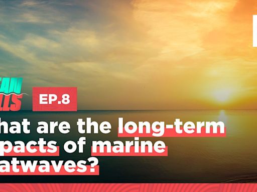 What are the long-term impacts of marine heatwaves?