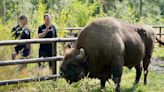 Bison set for release into British woodland to help nature and climate crises