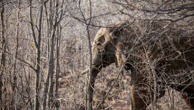 Un turista español muere en Sudáfrica pisoteado por un elefante