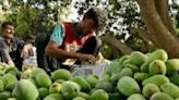 Pakistan is the world's fourth-largest mango producer but recent weather changes have upended the industry