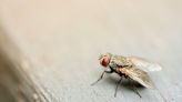 Towns in Spain are being invaded by flies: Is climate change to blame?