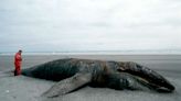 Scientists Believe They've 'Cracked the Case' of Why Gray Whales Keep Washing Up Dead in North America