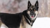 German Shepherd Joyfully Playing in the Snow With Dad for the Very First Time Is Capturing Hearts