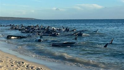 Australien: Tierschützer feiern Rettung von 130 Walen