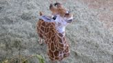 Giraffe Calf Walking with Confidence After Leg Brace Treatment at the San Diego Zoo Safari Park