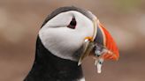 Rangers gear up for first full count of Farne Islands’ puffins in five years