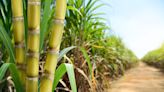 Texas' Last Remaining Sugar Cane Grower Is Shutting Down